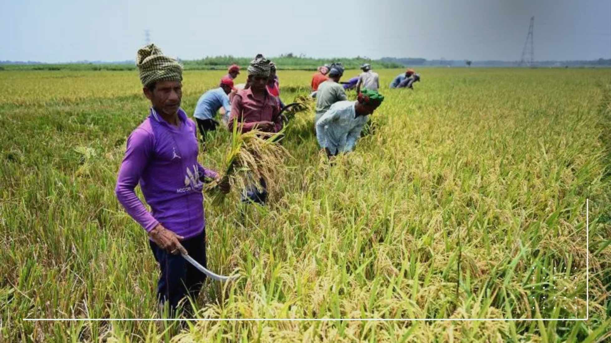 Rice Farming Business in Nigeria