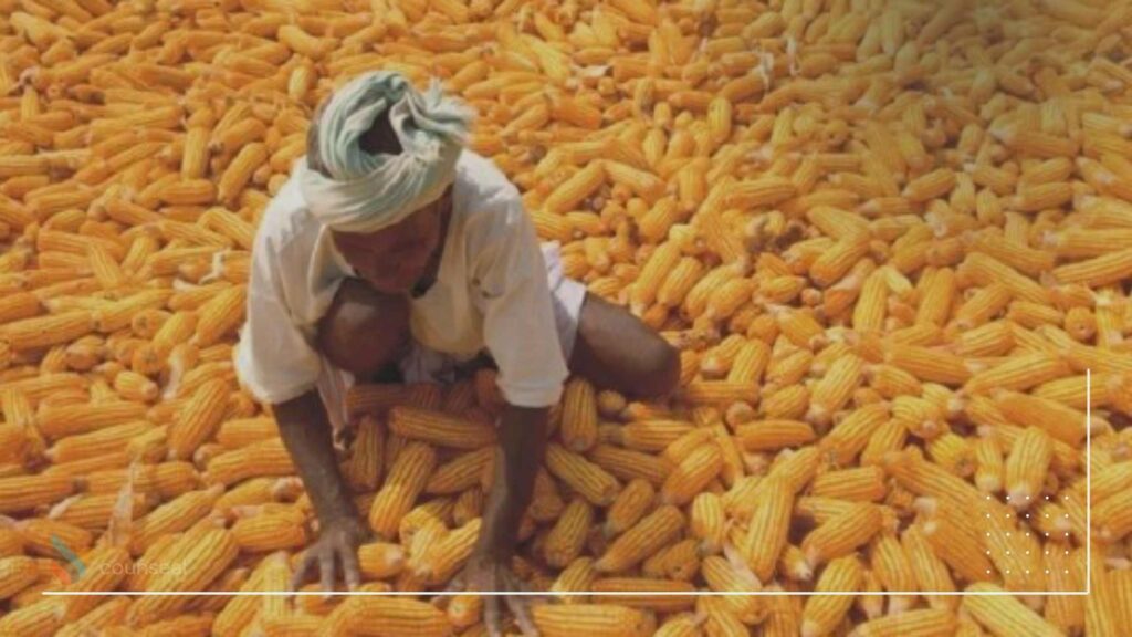 an investor inspecting the harvesting maize from the farm in commercial quantities