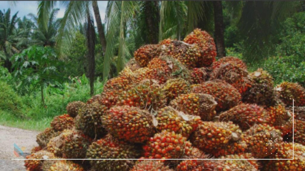 illustrate a diaspora investor collecting proceeds from investment in a palm oil plantation