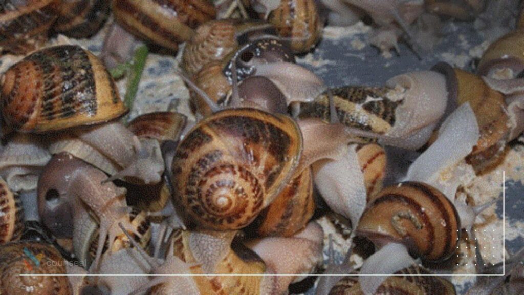 illustrate an investor inspecting the  harvesting of snails from a snail farm to sell in commercial quantities