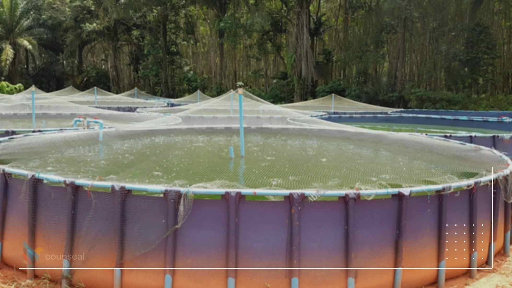 How To Start A Catfish Farm In Nigeria