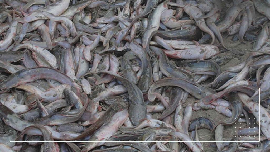 How to start catfish farm in Nigeria