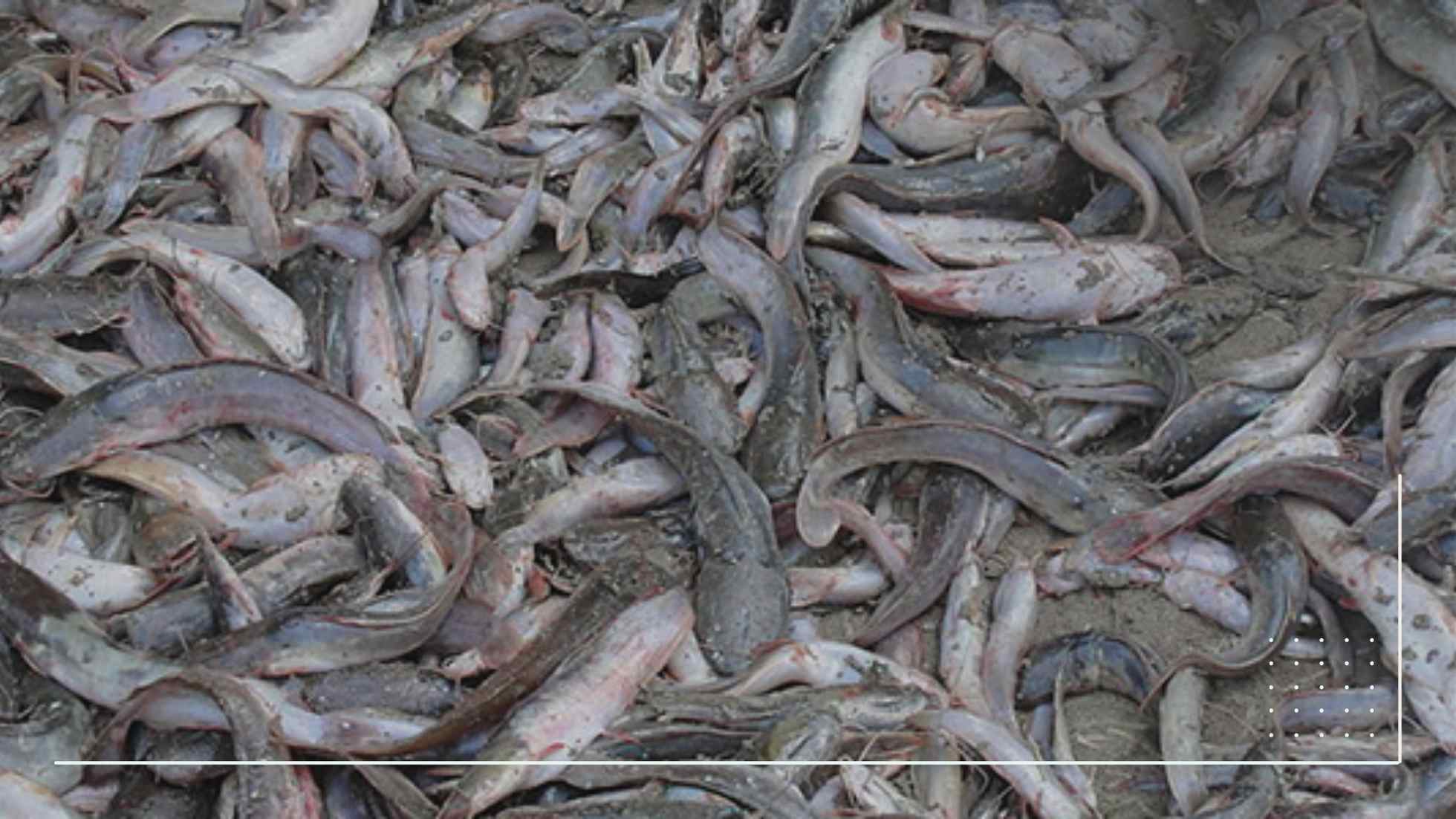 How to start catfish farm in Nigeria