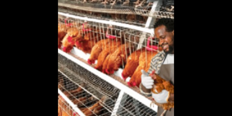 How to Start a Poultry Farm in Nigeria