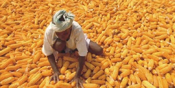 harvesting maize from the farm in commercial quantities 2