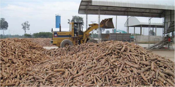 packaging of cassava for sale and distribution 2
