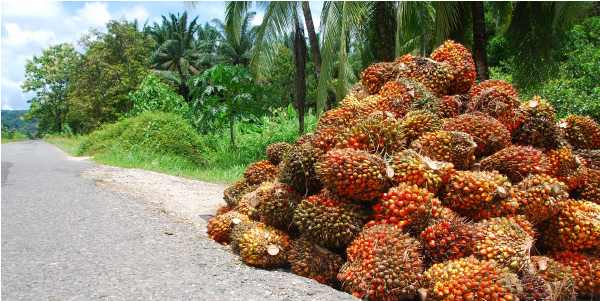 palm oil plantation 2